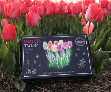 Livraison plante Tulipes Hollandaises - Mélange de Tulipes - 90 Bulbes