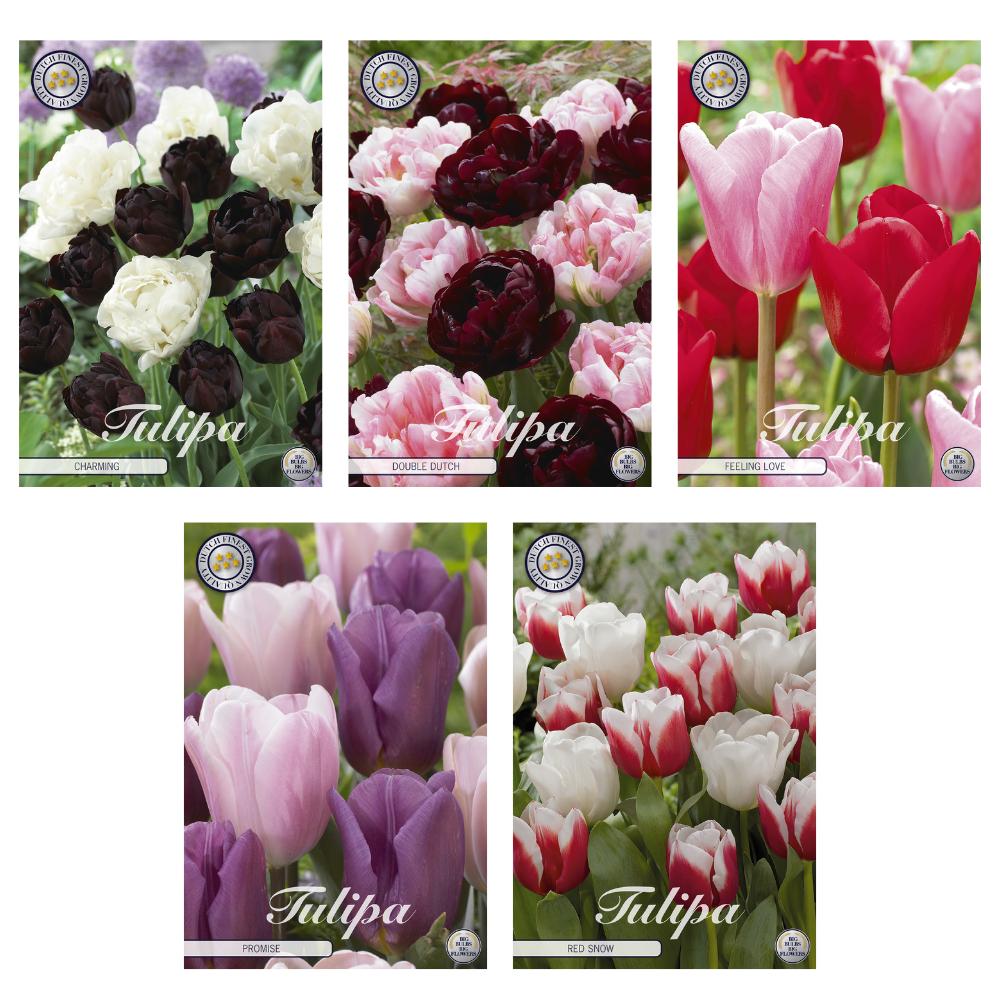 Livraison plante Tulipes - Mélange - 50 bulbes