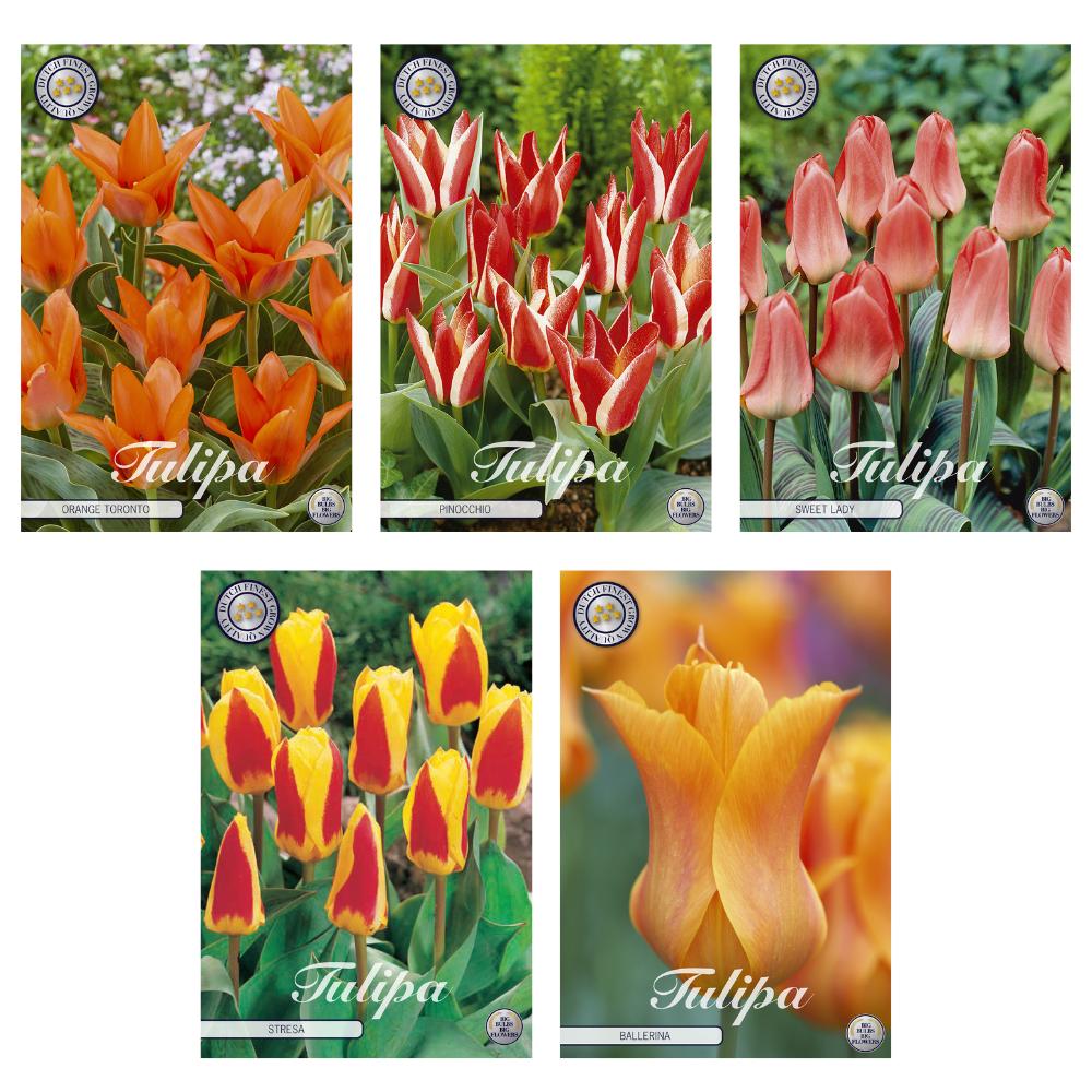 Livraison plante Tulipes - Mix de 5 variétés - 38 bollen