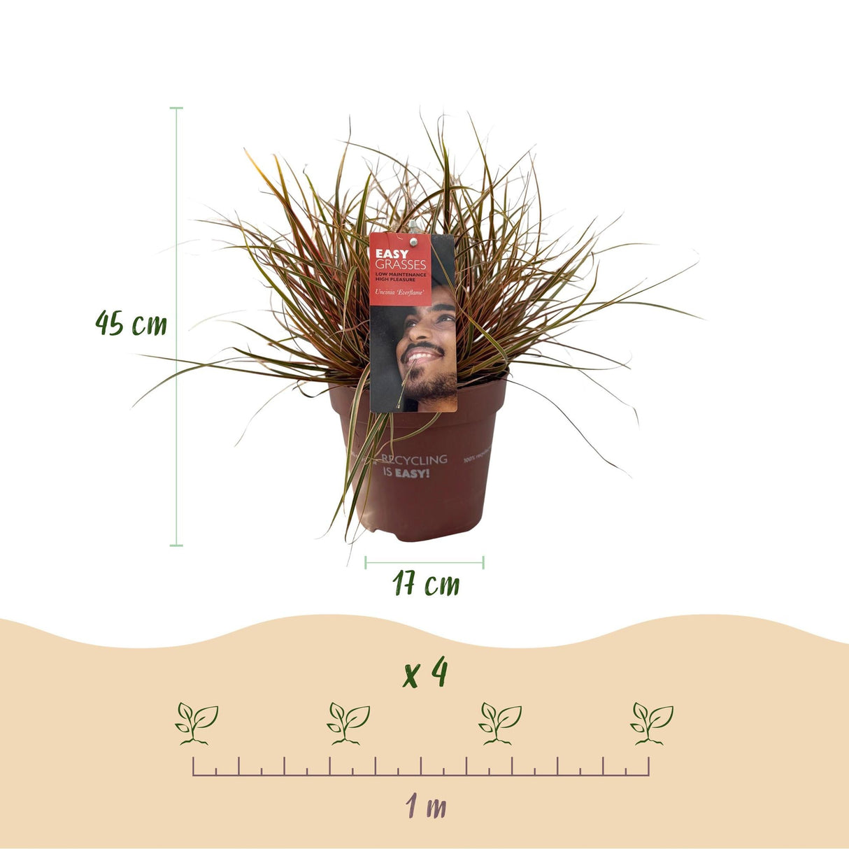 Livraison plante Uncinia rubra Everflame – Pot 17 cm – Hauteur 50 cm