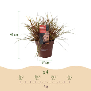 Livraison plante Uncinia rubra Everflame – Pot 17 cm – Hauteur 50 cm