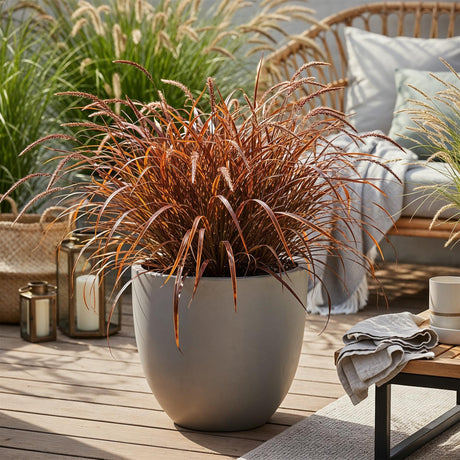 Livraison plante Uncinia rubra Everflame – Pot 17 cm – Hauteur 50 cm