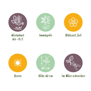 Livraison plante Uncinia rubra Everflame – Pot 17 cm – Hauteur 50 cm