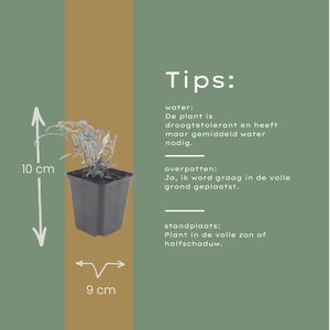 Livraison plante Valeriane rouge