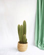 Livraison plante Vatricania Guentheri h55cm - cactus d'intérieur