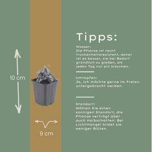 Livraison plante Vergerette de Karvinski