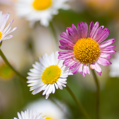 Vergereta de Karvinski (Erigeron karvinskianus) 'Erigeron karvinskianus'