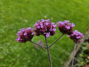 Livraison plante Verveine de Buenos Aires 'Lollipop'