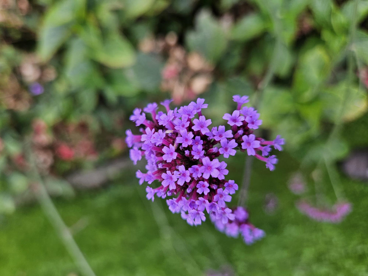 Livraison plante Verveine de Buenos Aires 'Lollipop'