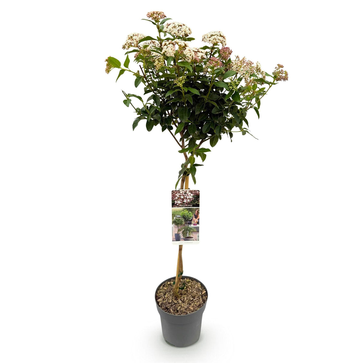 Livraison plante Viburnum tinus – Lot de 1 – Pot 19 cm – Hauteur 90 cm