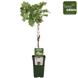 Livraison plante Vigne raisin sans pepin 'Lakemount' - ↨50cm - Ø19 - arbuste fruitier