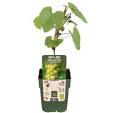 Livraison plante Vigne raison blanc 'Johannes' - arbuste fruitier