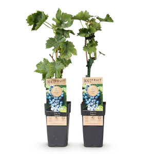 Livraison plante Vigne Regent – Lot de 2 – Pot 15 cm – Hauteur 50 cm