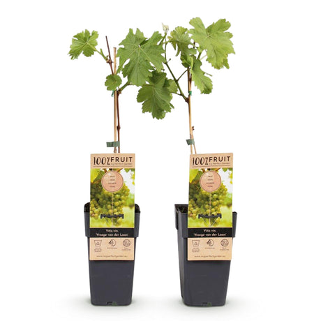 Livraison plante Vigne Vroege van der Laan – Lot de 2 – Pot 15 cm