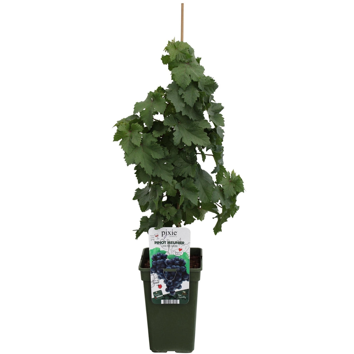 Livraison plante Vigne'Pinot Noir' - ↨65cm - Ø19 - arbuste fruitier