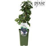 Livraison plante Vigne'Pinot Noir' - ↨65cm - Ø19 - arbuste fruitier