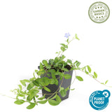 Livraison plante Vinca minor - 40x h25cm d9cm