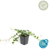 Livraison plante Vinca minor alba - 40x h25cm d9cm