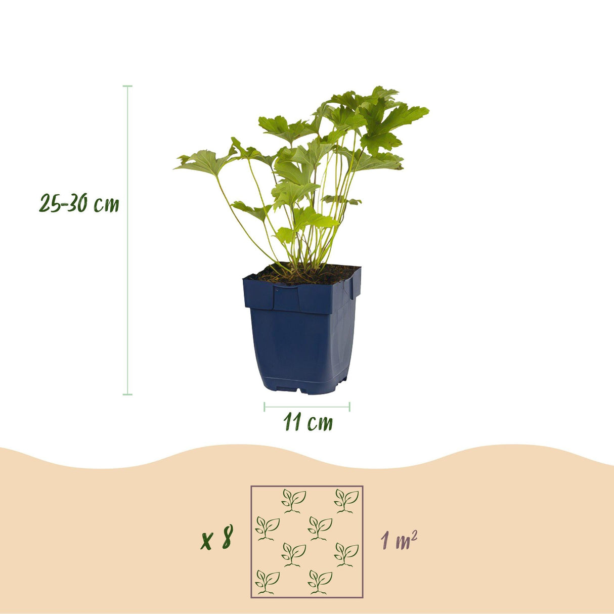 Livraison plante Vivaces d'ombre Mix – Lot de 8 – Pot 11 cm