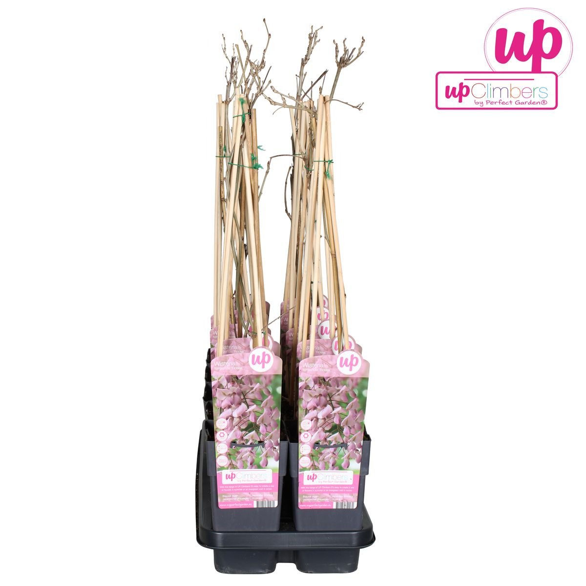 Livraison plante Wisteria Floribunda 'Rosea' - ↨65cm - Ø15