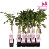 Livraison plante Wisteria Floribunda 'Rosea' - ↨65cm - Ø15