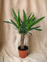 Livraison plante Yucca