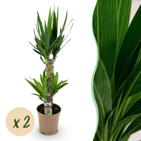 Livraison plante Yucca elephantipes