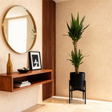 Livraison plante Yucca elephantipes