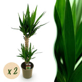 Livraison plante Yucca elephantipes