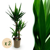 Livraison plante Yucca elephantipes