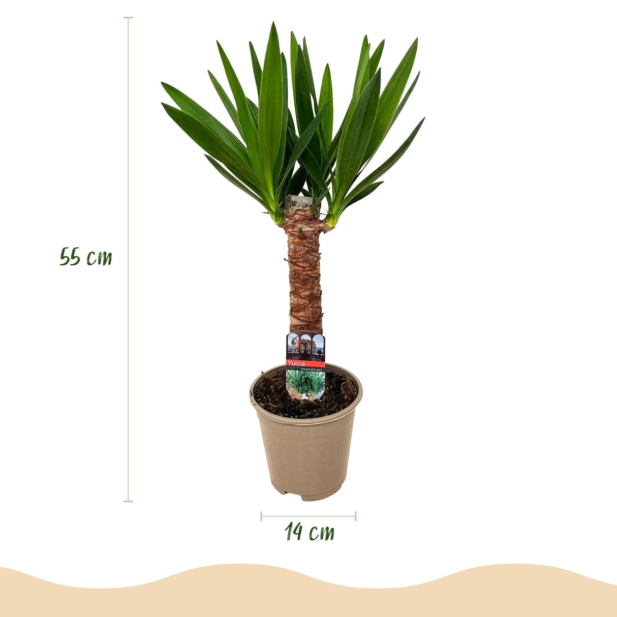 Livraison plante Yucca elephantipes d14cm H55cm