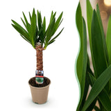 Livraison plante Yucca elephantipes d14cm H55cm