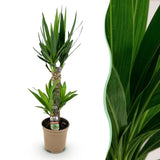Livraison plante Yucca elephantipes d17cm h75cm