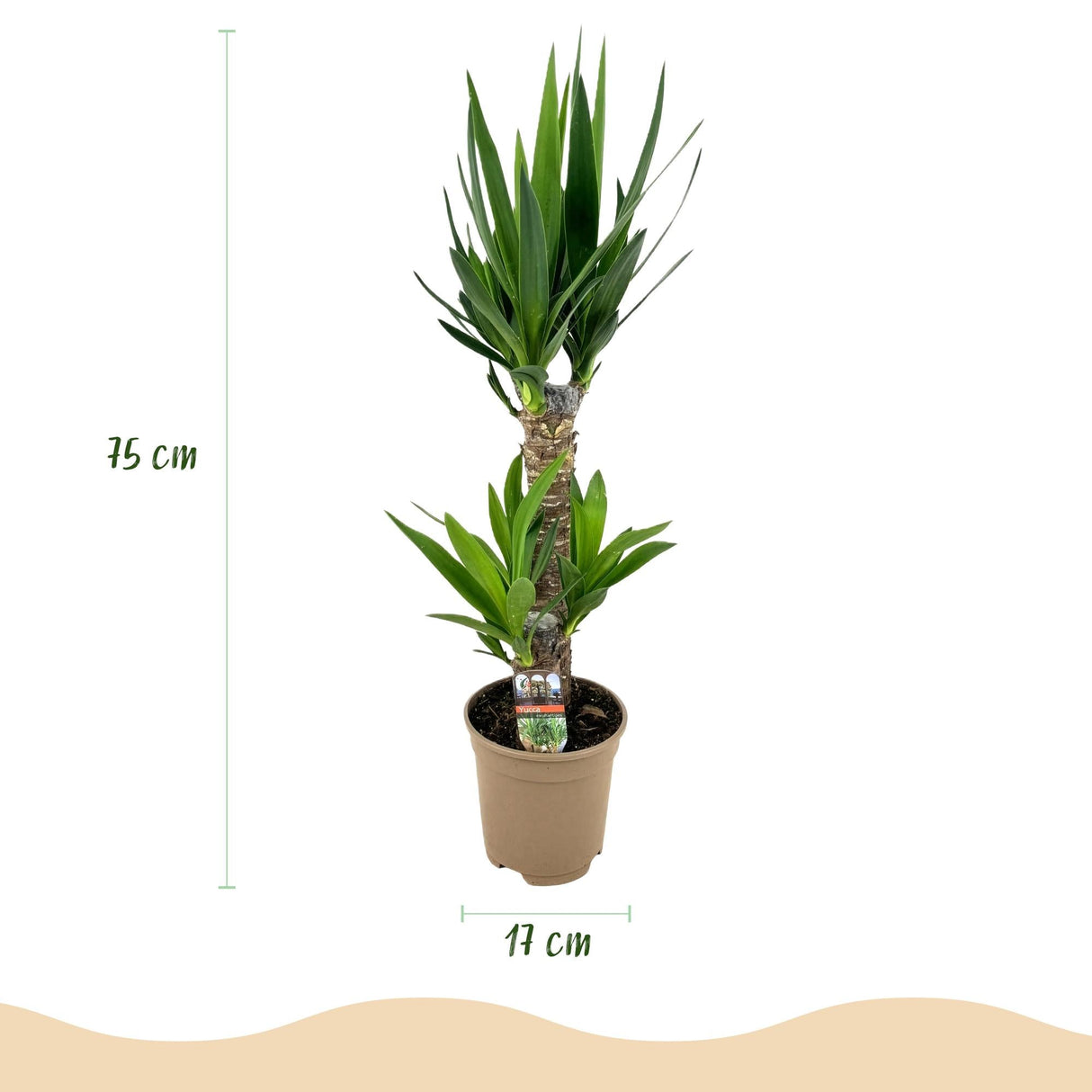 Livraison plante Yucca elephantipes d17cm h75cm