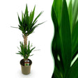 Livraison plante Yucca elephantipes d19 cm H120 cm