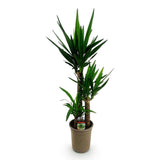 Livraison plante Yucca elephantipes d21cm h100cm