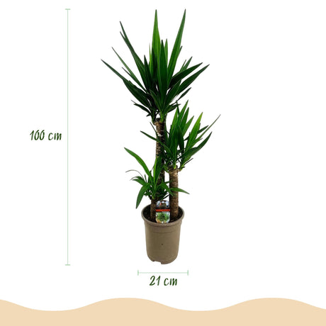 Livraison plante Yucca elephantipes d21cm h100cm