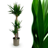 Livraison plante Yucca elephantipes d24cm H140cm