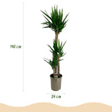 Livraison plante Yucca elephantipes d24cm H140cm
