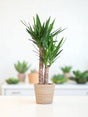Livraison plante Yucca Elephantipes et son pot