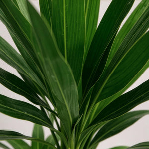 Livraison plante Yucca elephantipes – Lot de 2 – Pot 17 cm – Hauteur 75 cm