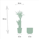 Livraison plante Yucca et son cache h100cm