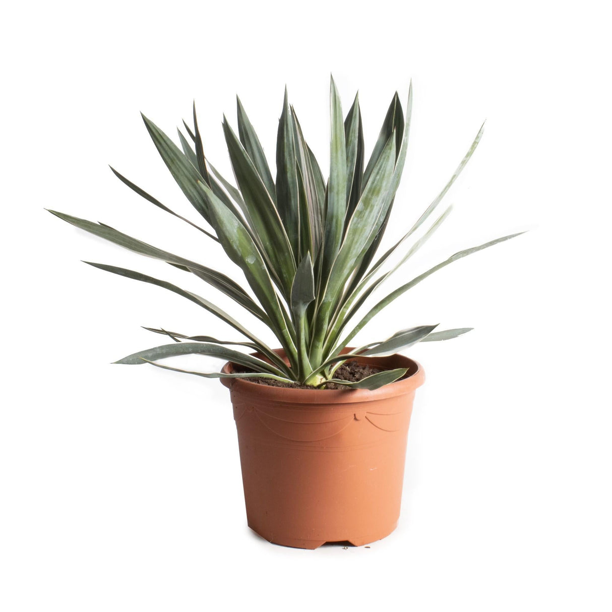 Livraison plante Yucca - Le Glorieux