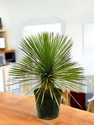 Livraison plante Yucca Rostrata