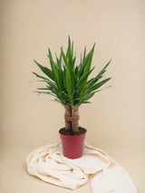 Livraison plante Yucca Tres Cañas