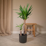 Livraison plante Yucca XL h100.0cm