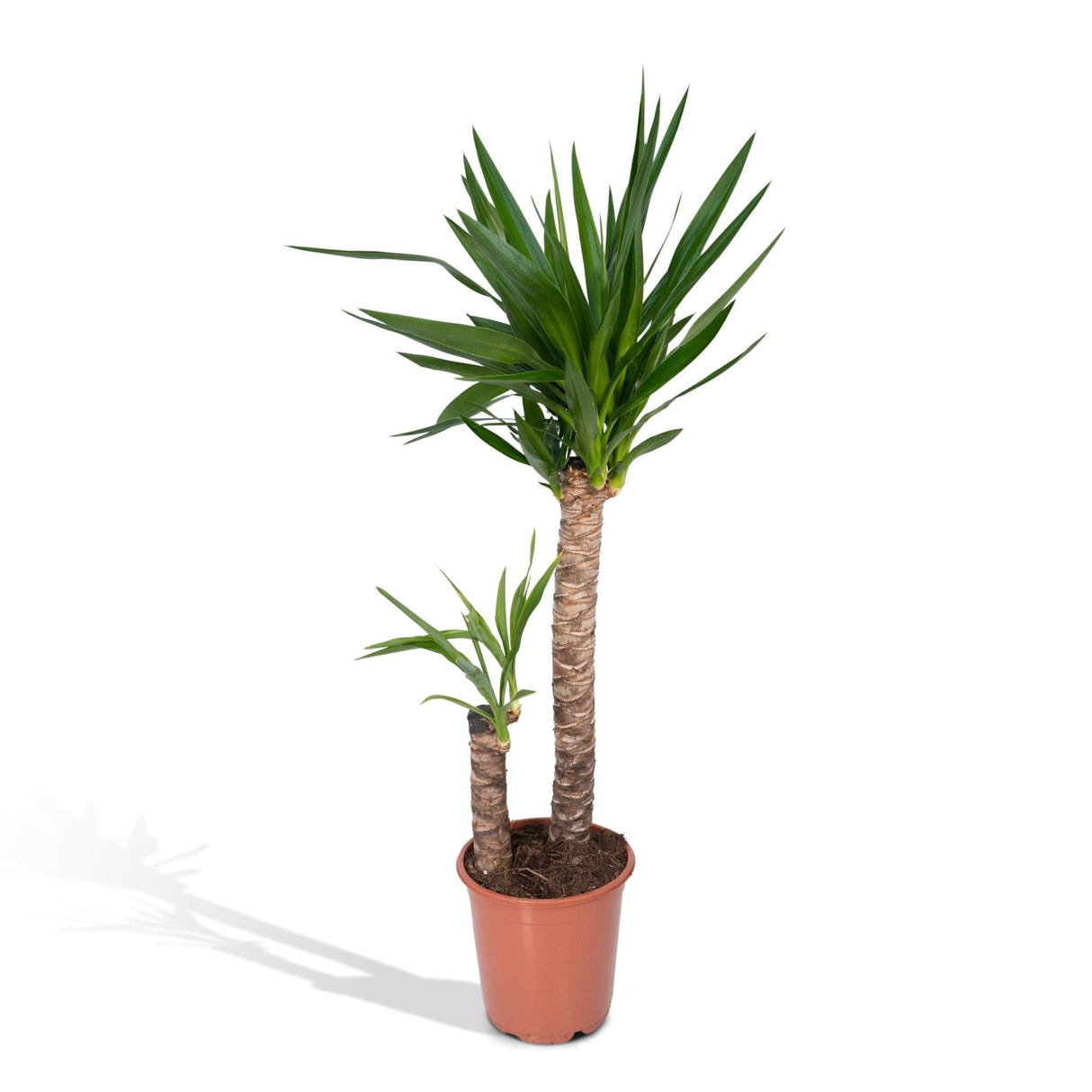 Livraison plante Yucca XL h100.0cm