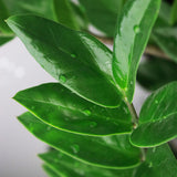 Livraison plante Zamioculcas