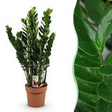 Livraison plante Zamioculcas