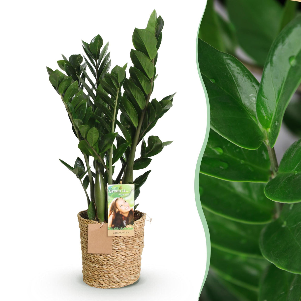 Livraison plante Zamioculcas et panier H70 cm